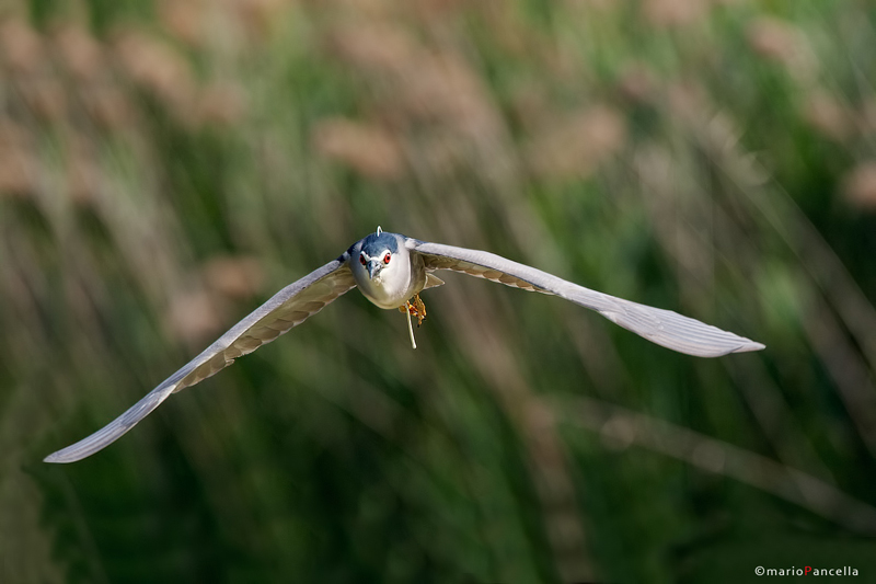 Nitticora in volo....e....!!!!!!!!!!